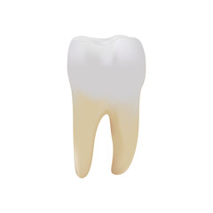 Molar teeth on white background vector illustration