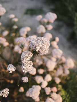 White flowers with sunset lighting