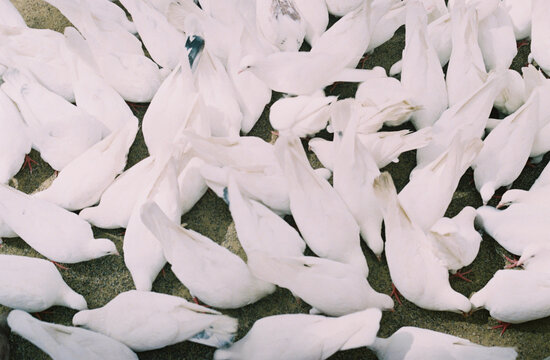 White pigeons