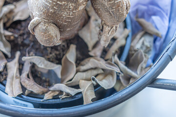 Dead leaves at bottom of office Flower pot