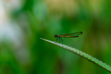dragonfly