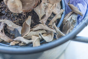 Dead leaves at bottom of office Flower pot
