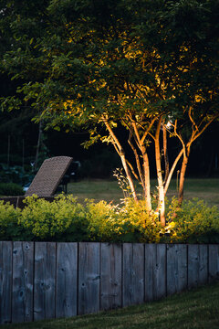Uplit trees in a landscaped garden at dusk