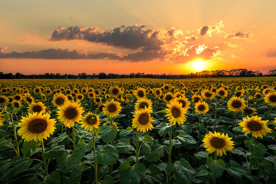 Beautiful sunset over sunflowers field