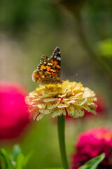Fototapeta premium Butterfly sitting on flower (zinnia)