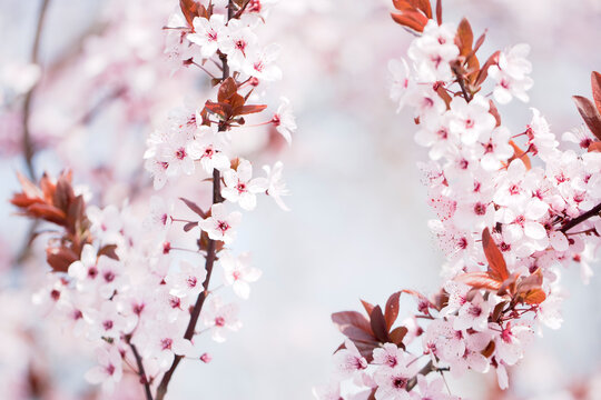 Fototapeta Tree flower blossom
