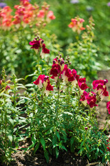 Colourful snapdragon flowers in the garden