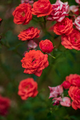 roses in the summer garden