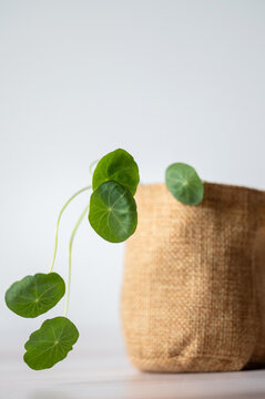 Seedling growing
