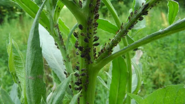 Aphids, also known as plant lice are small sap sucking insects, and members of the superfamily Aphidoidea. Aphids are among the most destructive insect pests on cultivated plants