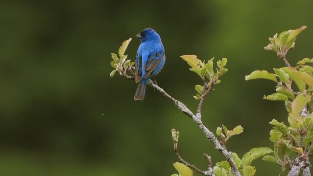 Beautiful Indigo Bunting, Singing Peched on branch with green leaves, Songbirds Concept
