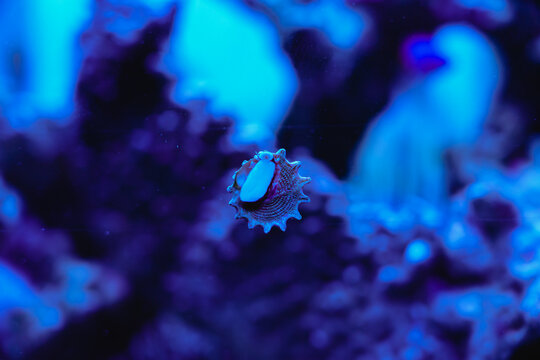 Conch culture in tank