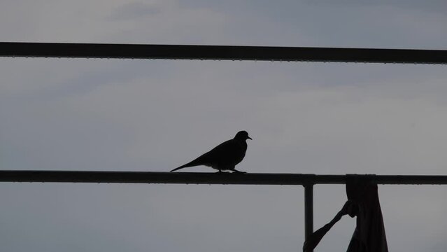 4k video. Silhouette of a single dove, dove bird walking on pipe at roof during overcast weather.