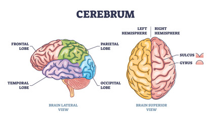 Cerebrum brain structure from lateral and superior view outline diagram. Labeled educational colorful scheme with frontal, temporal, parietal and occipital lobe vector illustration. Hemisphere sides. - obrazy, fototapety, plakaty