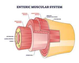 Enteric muscular system in gut wall of the small intestine outline diagram. Labeled educational scheme with layers and structure of digestive tract muscle vector illustration. Lamina propria location. - obrazy, fototapety, plakaty