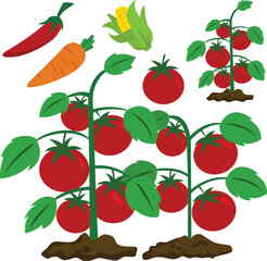 Kind of Vegetable Illustration Vector