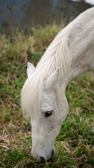 Naklejka na ściany i meble white horse eating grass