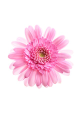 ガーベラ　Gerbera