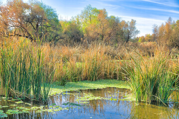 Marsh with tall grasses and trees in Sweetwater Wetlands in Tucson, Arizona