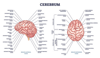 Cerebrum structure and human brain sections and parts anatomy outline diagram. Labeled educational scheme with medical description and parietal, central or frontal organ division vector illustration. - obrazy, fototapety, plakaty