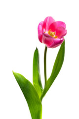 チューリップ　Tulipa