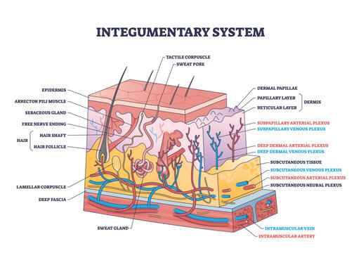 Integumentary system with epidermis surface layer structure outline diagram. Labeled educational scheme with skin section and hairs, dermis or subcutaneous physiological parts vector illustration.