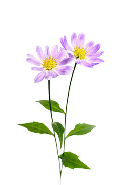 ミヤコワスレ Images Browse 1 Stock Photos Vectors And Video Adobe Stock