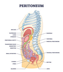 Peritoneum membrane as smooth muscle tissue in abdominopelvic cavity outline diagram. Labeled educational scheme with inner stomach organs from side view vector illustration. Human body organ anatomy. - obrazy, fototapety, plakaty