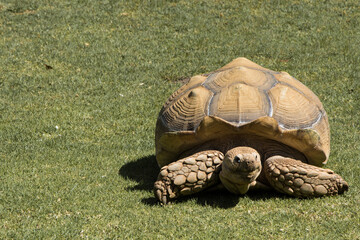 turtle on grass