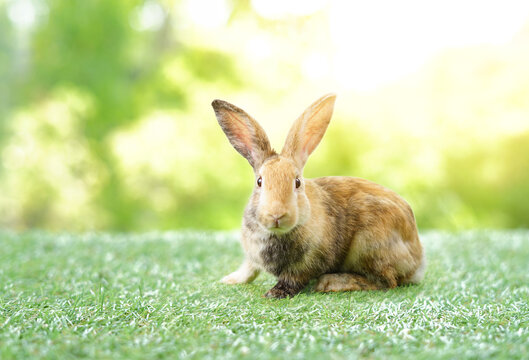 young adorable bunny on background nature
