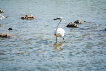 The small white heron or Little egret stands in the lake
