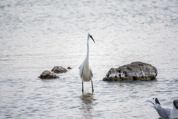 The small white heron or Little egret stands in the lake