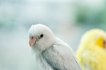 Couple Forpus, little tiny parrots bird on a wooden perch.
