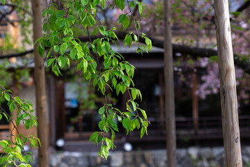 Naklejka na ściany i meble The shoot of tree leaves in spring season in Kyoto, Japan. There are Sakura cherry blossoms and old traditional wooden houses in a background