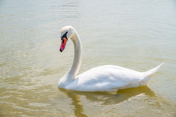 Fototapeta premium Graceful white Swan swimming in the lake, swans in the wild. Portrait of a white swan swimming on a lake.