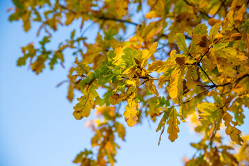 Colorful autumn oak leaves on a background of blue sky in sunny weather.Yellow autumn leaves and branches against a blue sky. Bright golden oak leaves in autumn.