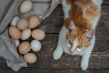Fototapeta na wymiar cat looking camera, organic eggs wooden table background Food Rustic Still Life sack bag wicker basket chicken feathers linen napkin countryside Investment Concept easter space text Top view