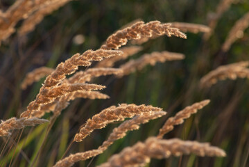 Calamagrostis epigejos (L.) Roth, Plants  wood small-reed or shrubby morning sunlight Wild grass ...