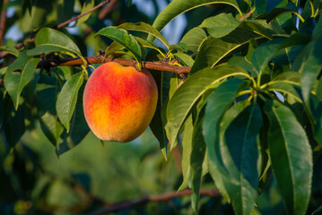  Peaches growing on a tree  branches Fresh sunset light blur green background Natural fruit.  organic  Ripe Moldova Beautiful close up