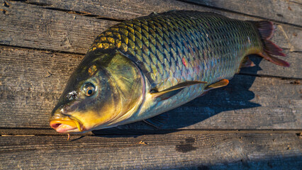 beautiful big carp. Angling. Carp fishing. Fishing adventures, carp fishing. Mirror carp (Cyprinus...