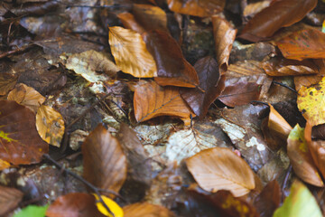 leaves in the autumn forest