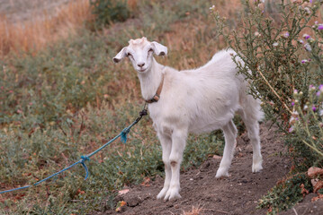 Cute beautiful autumn Young goatling outdoors she-goat feeding with grass, grazing on nature countryside. Domestic, eco farm animals Kid   Summer Grass Side view meadow yeanling