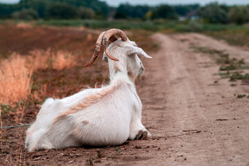 Cute beautiful autumn Young goatling outdoors she-goat feeding with grass, grazing on nature...