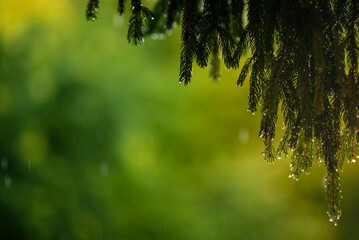  Siberian fir Pine branch with raindrops close up christmas new year holiday background summer winter textured  Green spruce greeting card  backdrop sun ray Young prickly