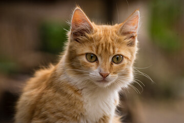 Naklejka na ściany i meble red Cat with kind green eyes, Little kitten. Portrait cute ginger. happy adorable cat, Beautiful fluffy red orange outdoors portrait close up British Shorthair big paws Looking Camera