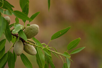 Almond’s nuts tree copy space green branch  Moldova harvest