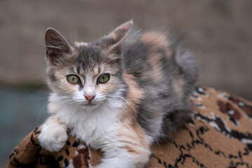  Cat with kind green eyes, Little  kitten. Portrait cute ginger. happy adorable cat, Beautiful fluffy red orange gray outdoors portrait close up British Shorthair  big paws Looking Camera