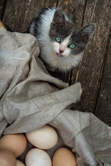 cat looking camera, organic eggs wooden table background Food Rustic Still Life sack bag wicker basket chicken feathers linen napkin countryside Investment Concept easter  space text Top view