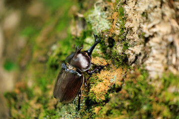 木にとまっているカブトムシ　オス　成虫