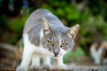 Obraz premium Cat staring at the camera